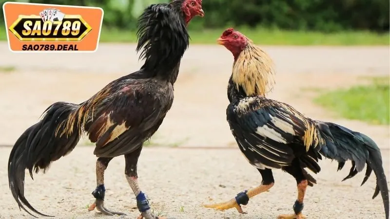 Đá Gà Sao789 - Trải Nghiệm Thú Vị & Đẳng Cấp Trong Chọi Gà 1 Lý Do Bạn Nên Lựa Chọn Đá Gà Sao789 Là Gì?