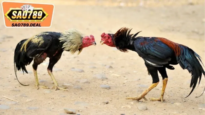 Đá Gà Sao789 - Trải Nghiệm Thú Vị & Đẳng Cấp Trong Chọi Gà 3 Các Loại Cược Phổ Biến Trong Đá Gà Sao789